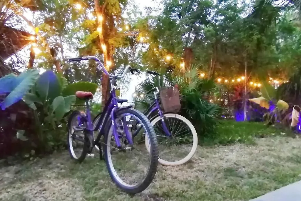 Dk31 Wifi 600Mb, Cheap Scooters By Moikkarentals Tulum Messico